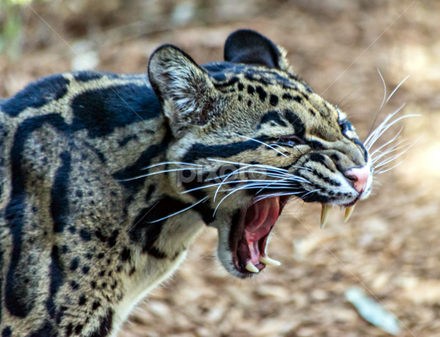 do ocelots roar