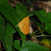 Butterfly moth