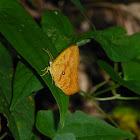 Butterfly moth