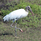 Wood Stork