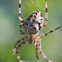 European garden spider