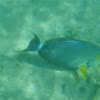 Yellowfin Surgeonfish (pualu)