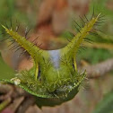 Slug moth caterpillar