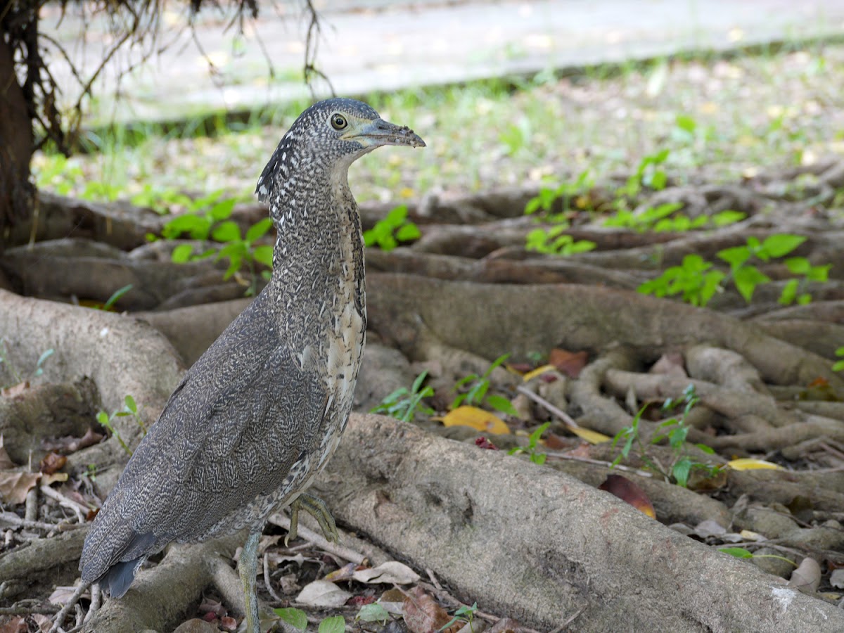 Malayan Night Heron