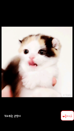 Animal collection umjjal poster 6