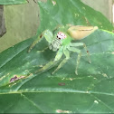 Northern green jumping spider
