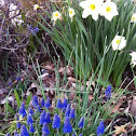 Daffodil and grape hyacinth