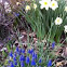 Daffodil and grape hyacinth