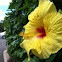 Hibiscus