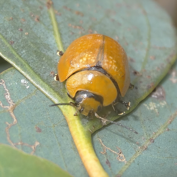 Eucalyptus leaf beetle Project Noah