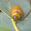 Eucalyptus leaf beetle