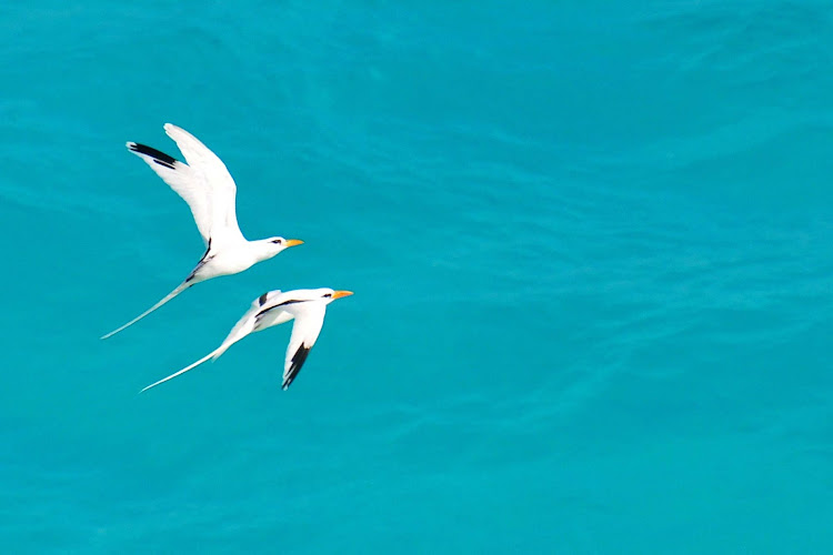 Race ya! White-tailed tropicbirds, known locally as Bermuda longtails.