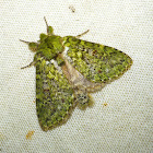 Moss Moth