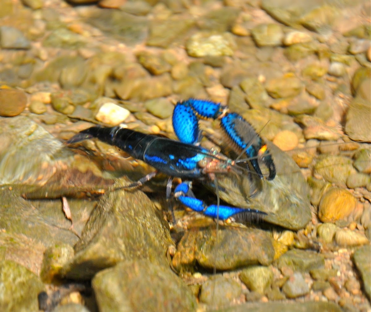 Fresh Water Shrimp