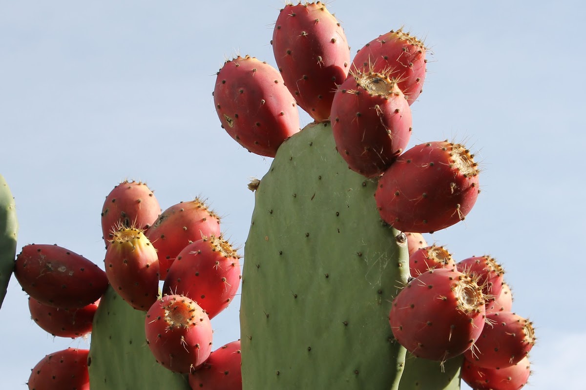 spineless cactus