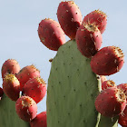 spineless cactus