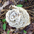 Turkey-Tail mushroom
