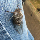 Northern Dusk Singing Cicada