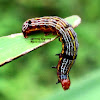 Lily Caterpillar