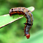 Lily Caterpillar