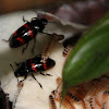 Pleasing Fungus Beetle