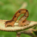 Geometer moth Caterpillar