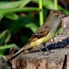 Great Crested Flycatcher