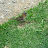 Copetón Común - Rufous-collared Sparrow