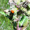 Convergent Line Lady Beetle