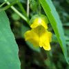 Yellow Jewelweed 