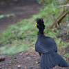 Great Curassow