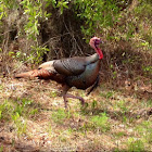 Florida Wild Turkey