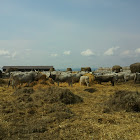 Hungarian Grey cattle - Ungarisches Graurind