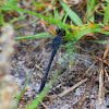 Seaside Dragonlet Dragonfly (male)