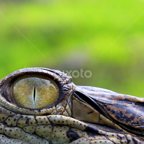by Cak Soeryo - Animals Reptiles
