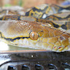 (Asiatic) reticulated python