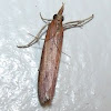Pyralid moth 