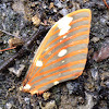 Regal moth remains