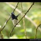 White-necked Jacobin