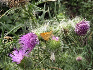 moth and thistle