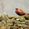 Common Pheasant