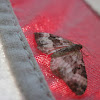 White-Banded Toothed Carpet