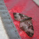 White-Banded Toothed Carpet