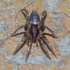 Eastern Parson Spider.