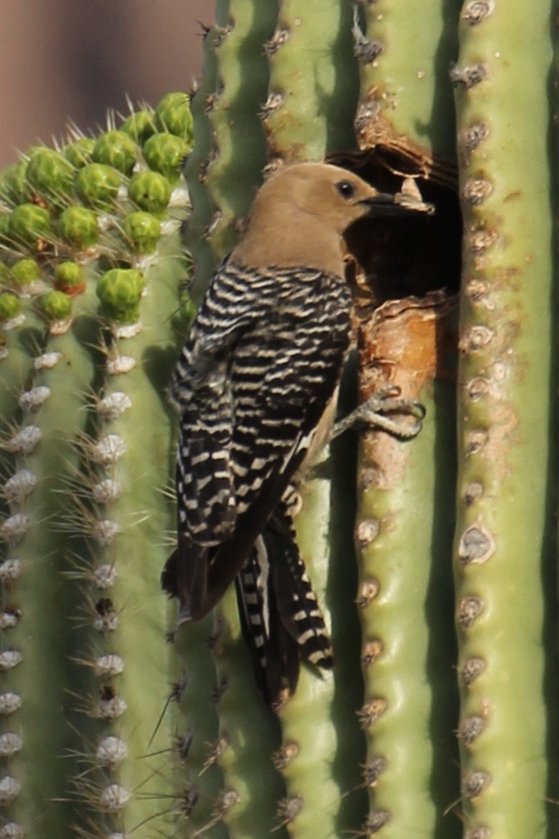 Gila Woodpecker - female