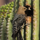 Gila Woodpecker - female