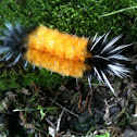 Spotted tussock moth