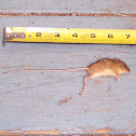 Meadow Jumping Mouse