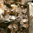 Fluted bird's nest fungi