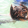 Horse shoe crab